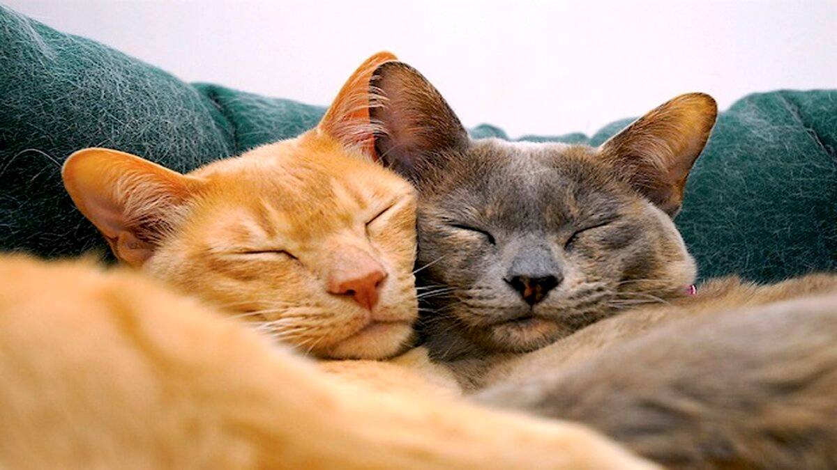 Evcil Hayvan Sahipleri İçin Kedi Tüylerinden Kurtulmanın Yöntemleri