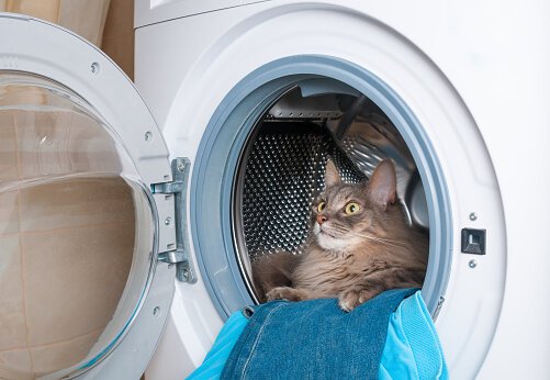 Evcil Hayvan Sahipleri İçin Kedi Tüylerinden Kurtulmanın Yöntemleri