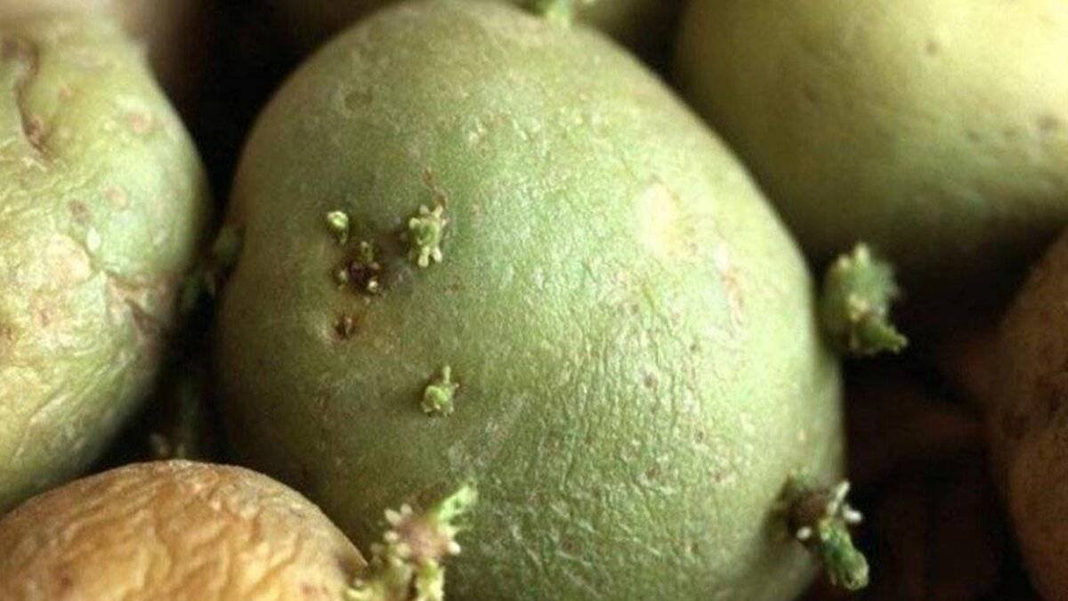 Hangi Durumda Yeşillenmiş Patates Yenmemelidir?