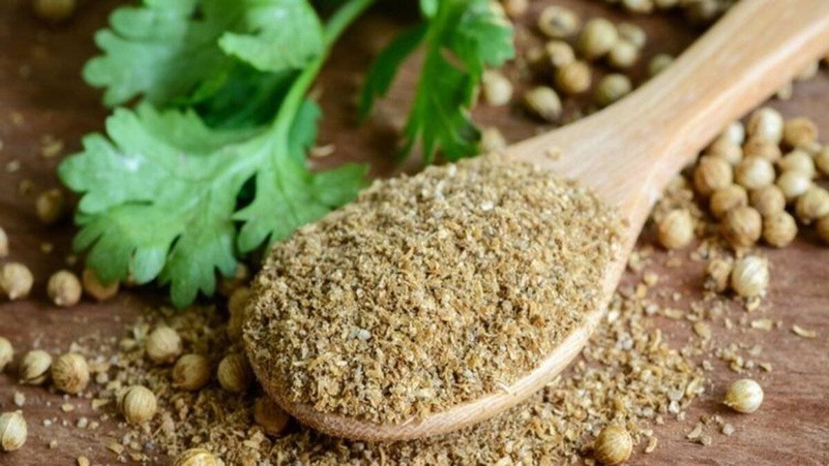 Kişniş (Coriandrum sativum)