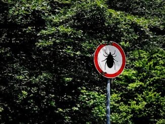 Kene Isırığında Erken Müdahale Hayat Kurtarır - Kadın Girişim