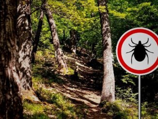 Kene Temasında Yanlışlar Enfeksiyon Riskini Artırıyor - Kadın Girişim
